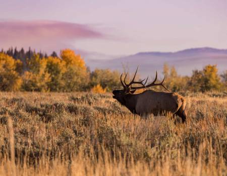 Elk Bugling in Autumn in Jackson Hole