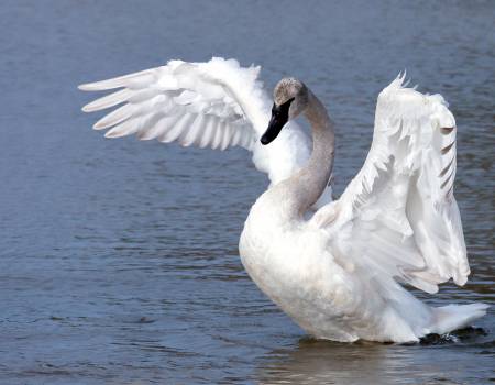 Trumpeter Swan