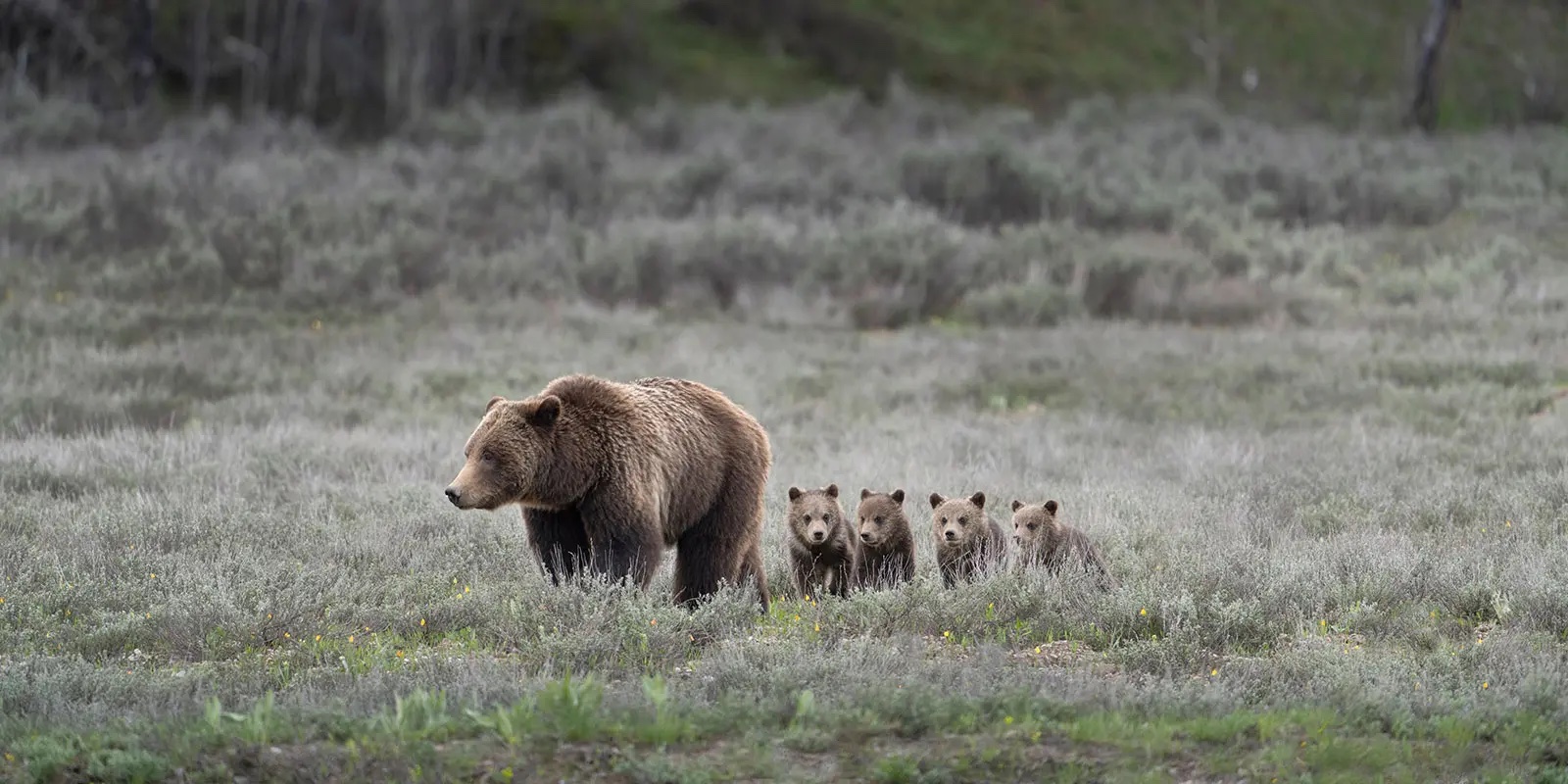Bears In Grand Teton National Park Bears In Grand Teton National Park
