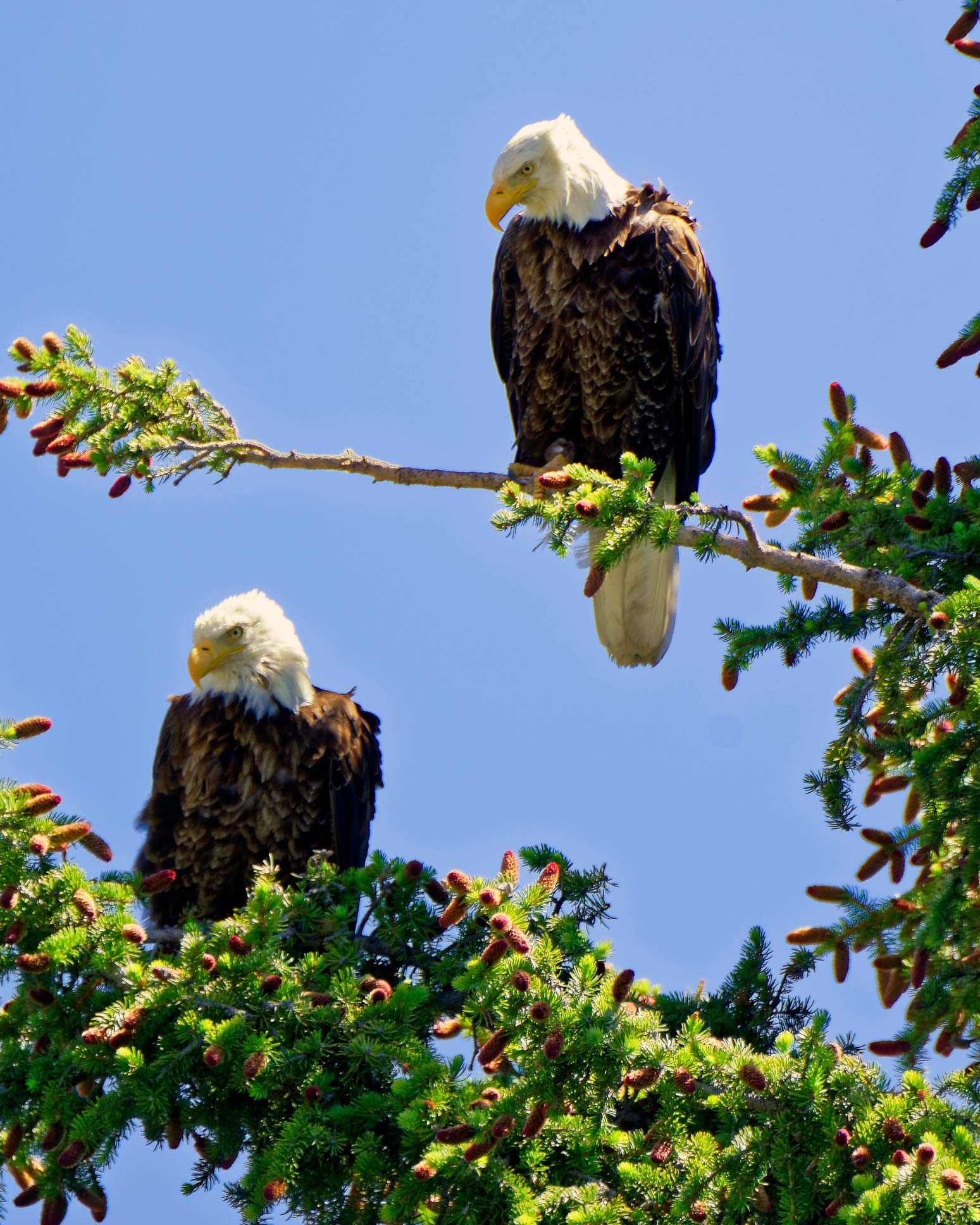 Bald Eagles