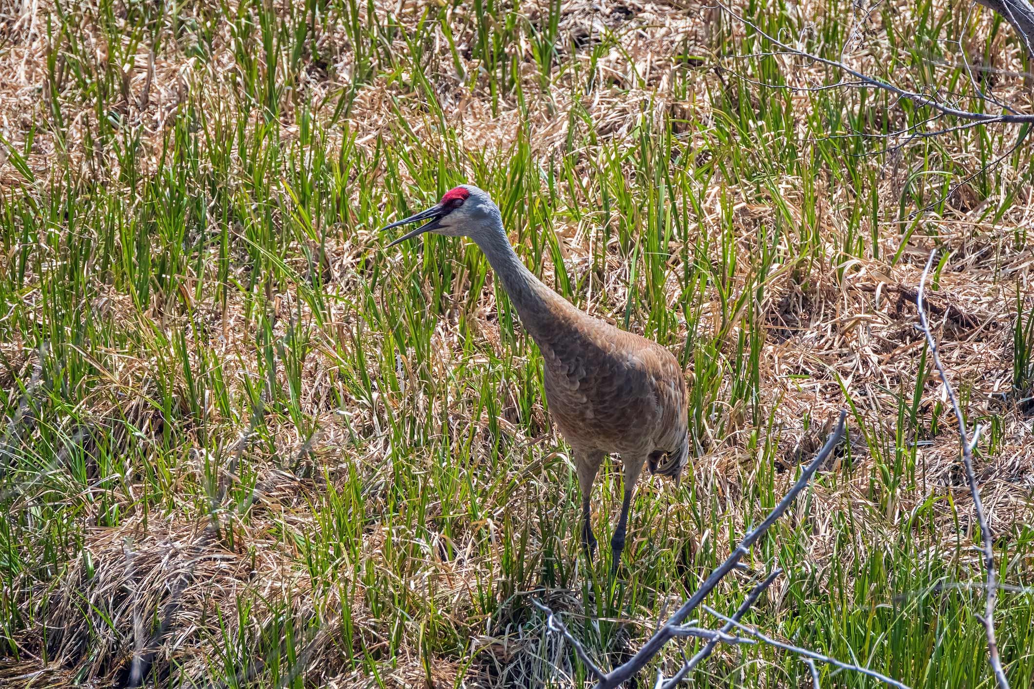 Sandhill Crane